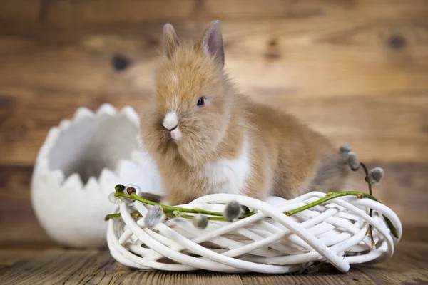 Kaninchen im Nest — Stockfoto
