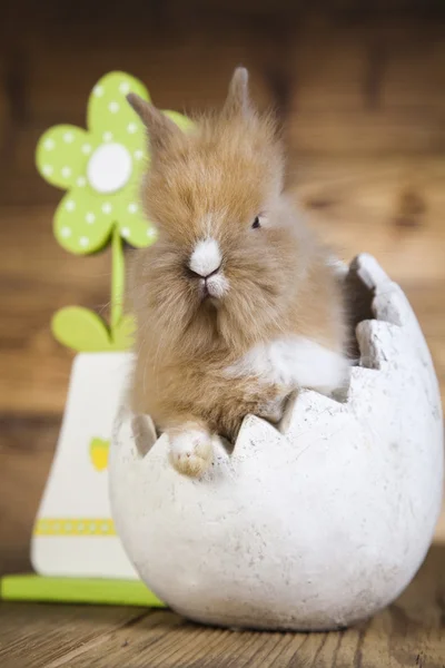 Allvarliga kanin med grön blomma — Stockfoto