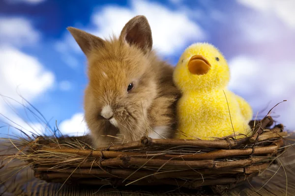 Bunny with chicken — Stock Photo, Image