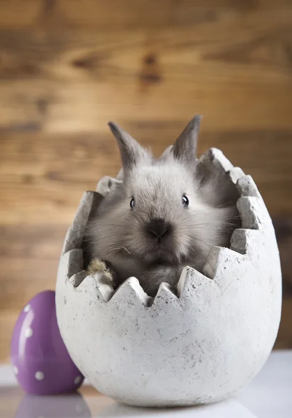 卵でウサギをイースター — ストック写真