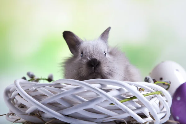 Pasen konijn en eieren — Stockfoto