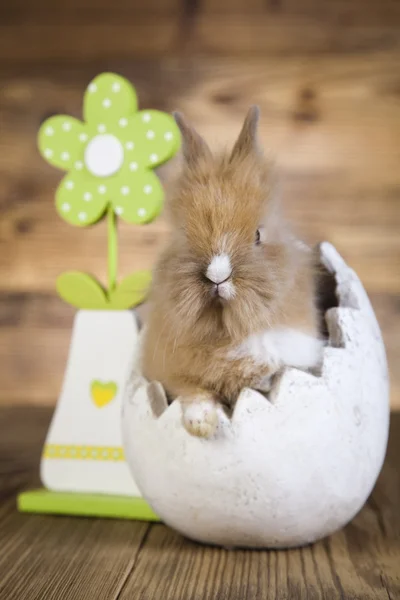 Kanin med grön blomma — Stockfoto