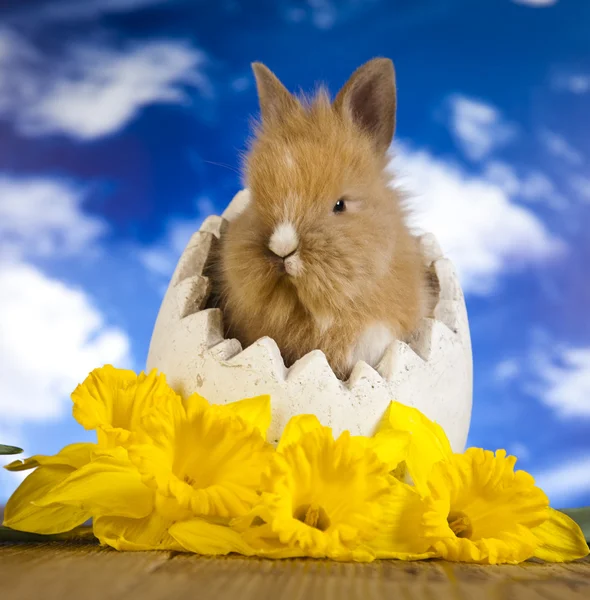 Coniglietto pasquale e narcisi — Foto Stock