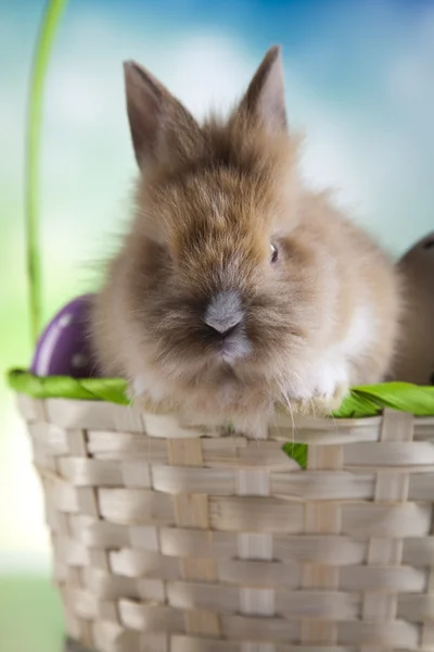 Surprised bunny in basket — Stock Photo, Image