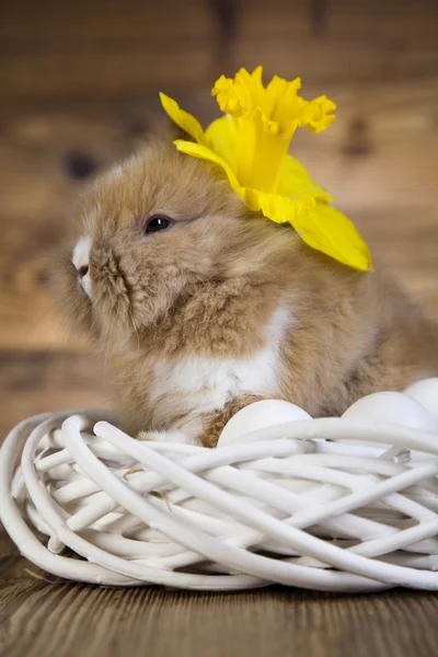 Очаровательный кролик — стоковое фото