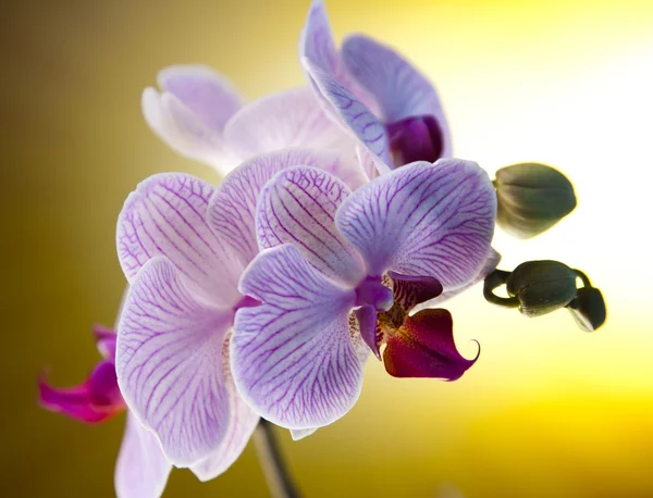 Orquídeas roxas — Fotografia de Stock