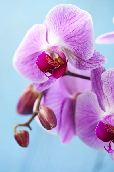 Bellissime orchidee — Foto Stock