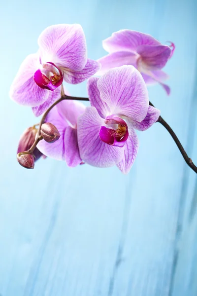 Vackra orkidéer — Stockfoto