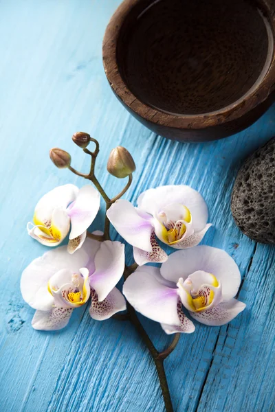 Exotic Orchid — Stock Photo, Image