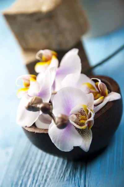 Orchids,organic products, Spa — Stock Photo, Image