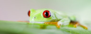 Kırmızı gözlü kurbağa