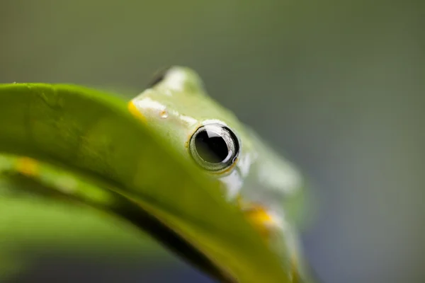 Rã da árvore verde — Fotografia de Stock