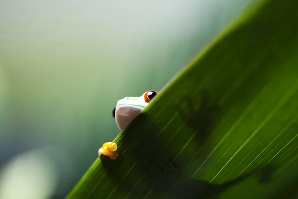 Tree frog — Stock Photo, Image