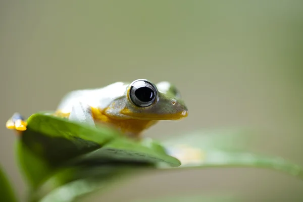 Green tree frog — Stock Photo, Image