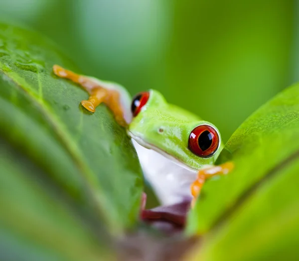 Frosch mit roten Augen — Stockfoto