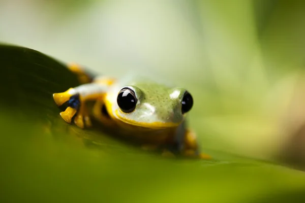 Exotic frog in indonesia — Stok fotoğraf