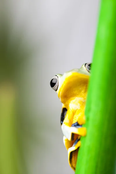 Exotic frog hanging on stem — Stock Photo, Image