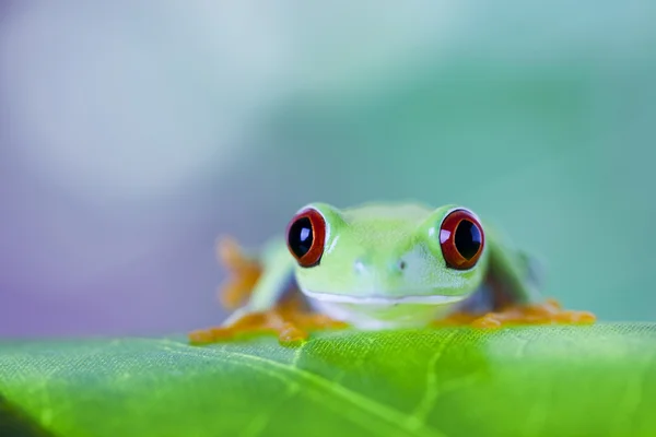 Röda ögon groda — Stockfoto