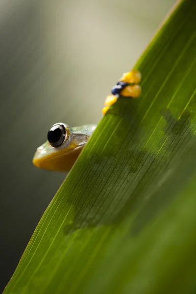 Frog peeking out from leaf — Stock Photo, Image