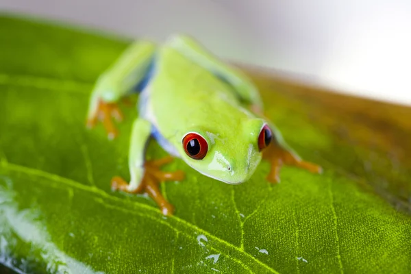 Czerwony eyed żaba — Zdjęcie stockowe