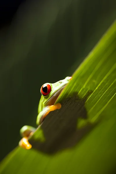 Frog shadow — Stock Photo, Image