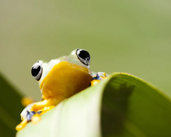 Sapo a espreitar da folha — Fotografia de Stock