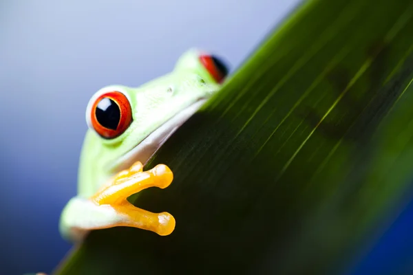 木のカエル — ストック写真