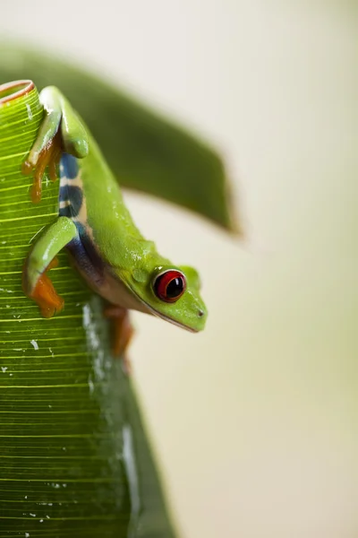 Tree frog — Stock Photo, Image