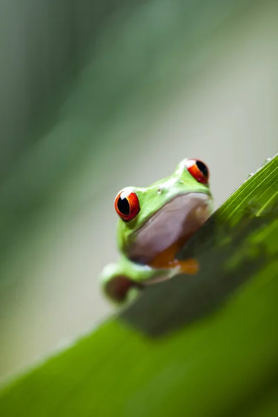 Lövgroda — Stockfoto