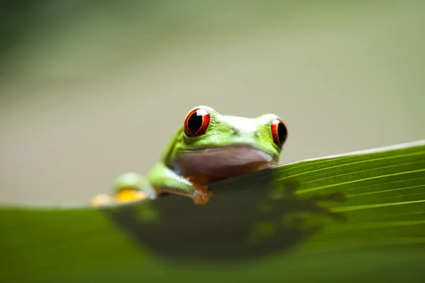 木のカエル — ストック写真