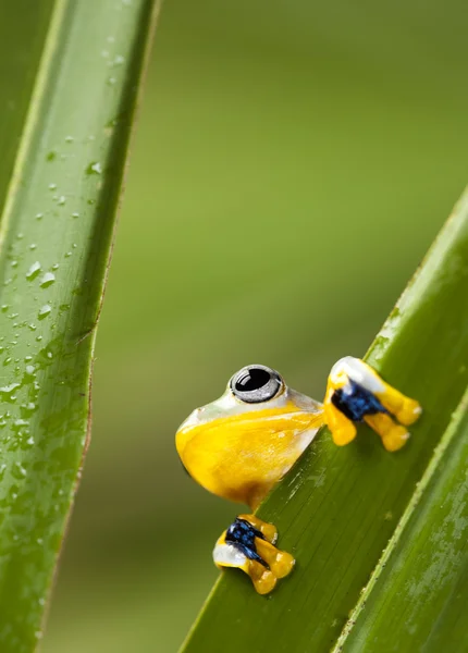 Egzotik kurbağa — Stok fotoğraf