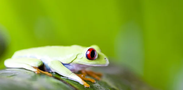 Žába zelená — Stock fotografie