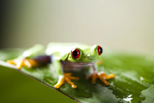 Czerwony eyed żaba — Zdjęcie stockowe