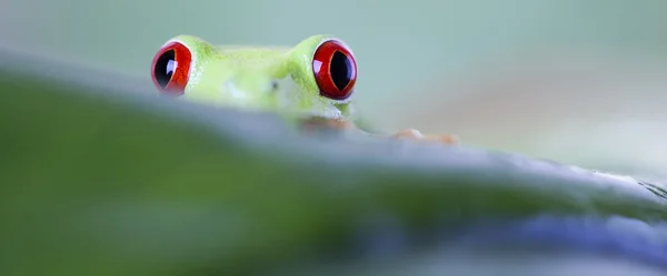 Žába s červenýma očima — Stock fotografie