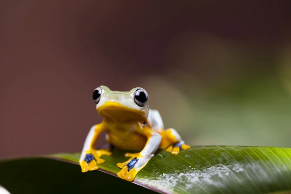 Žába s žlutým abdone — Stock fotografie