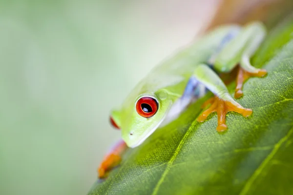 Żaba z czerwonych oczu — Zdjęcie stockowe