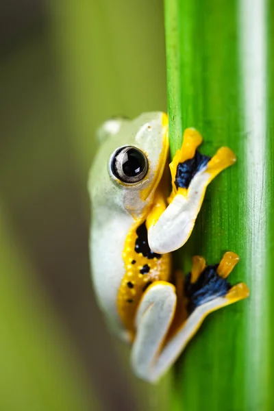 在竹杆上的青蛙 — 图库照片