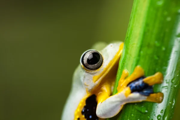 Frog on bamboo stem — Stock Photo, Image