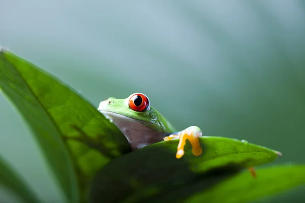 Lövgroda — Stockfoto