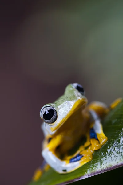 Rã com mau comportamento amarelo — Fotografia de Stock