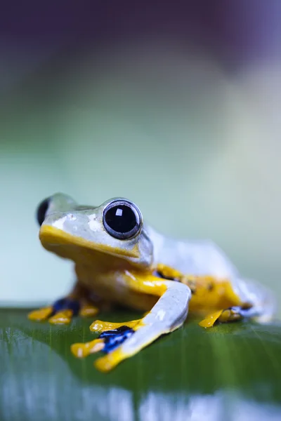 Frog with yellow abdone — Stock Photo, Image