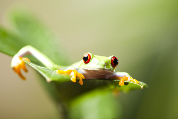 Красноглазая лягушка
