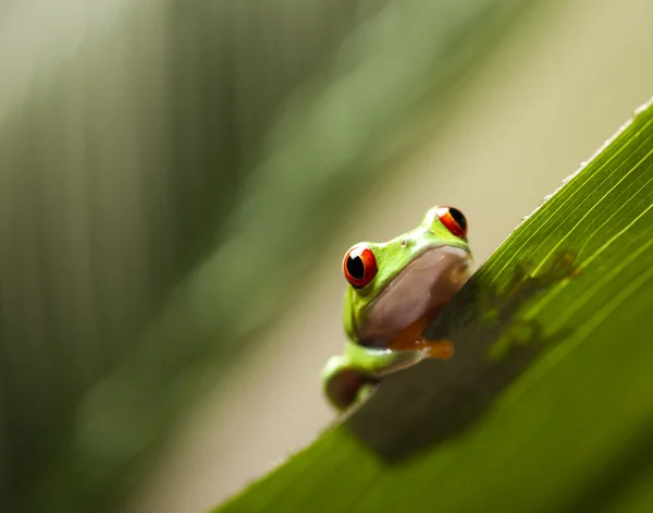 木のカエル — ストック写真