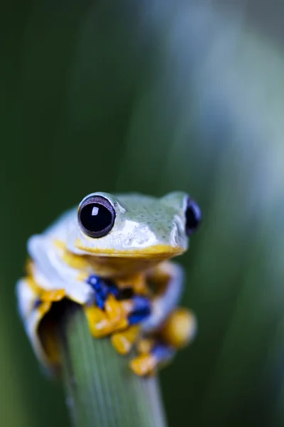 녹색 나무 개구리 — 스톡 사진