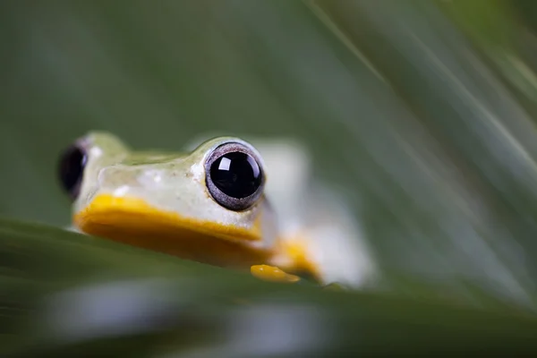 Exotic frog — Stock Photo, Image