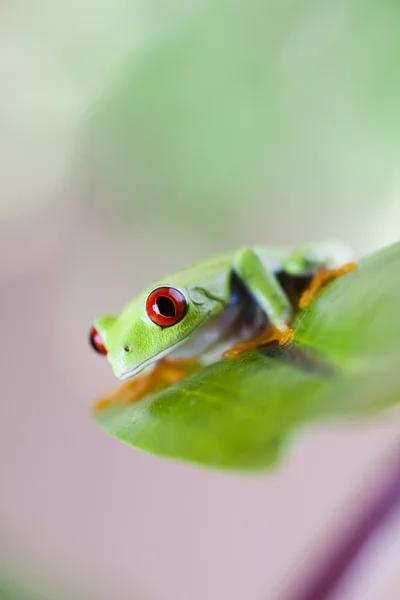 Tree frog — Stock Photo, Image