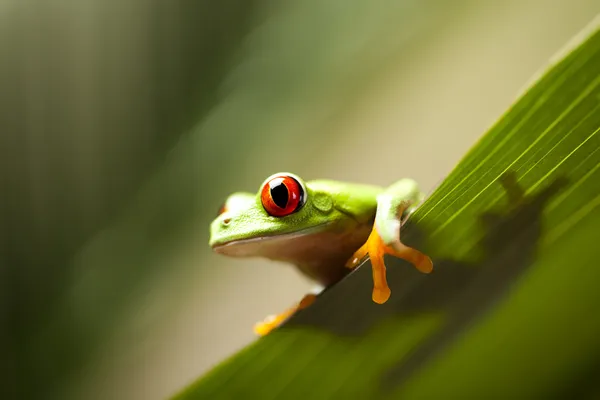 Rã-de-olhos-vermelhos — Fotografia de Stock