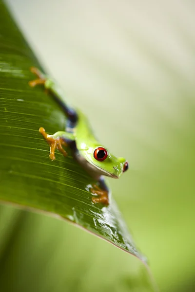 Деревна жаба — стокове фото