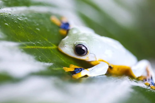 飛びガエル — ストック写真