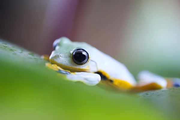 Żaba egzotyczne — Zdjęcie stockowe